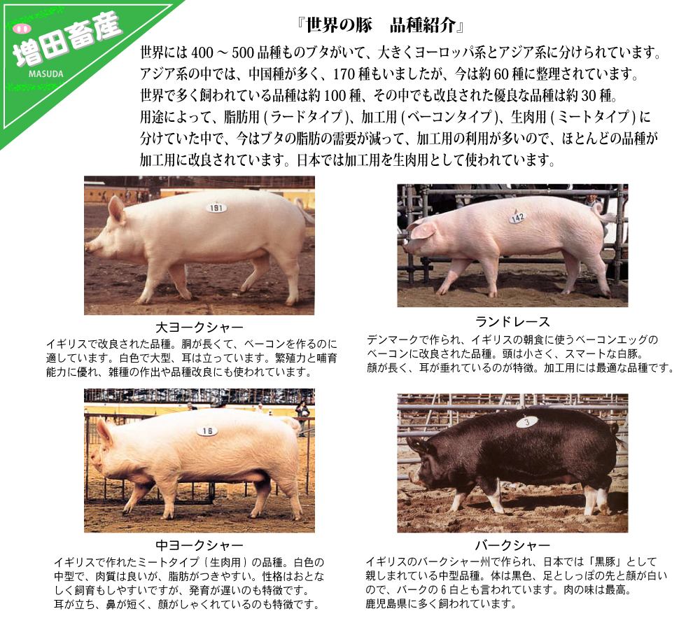 世界の豚　品種紹介