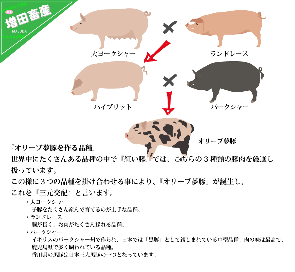 オリーブ夢豚を作る品種